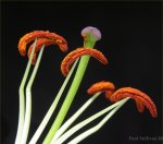 Lily stamens