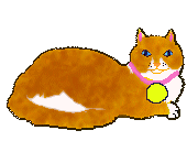 Beau the Cat