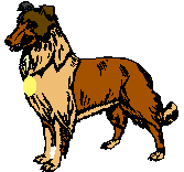 Sassy the Dog