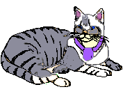 Tabby T (grey tabby cat)