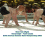 Elmer Gale, Canadian Sumo Heavyweight