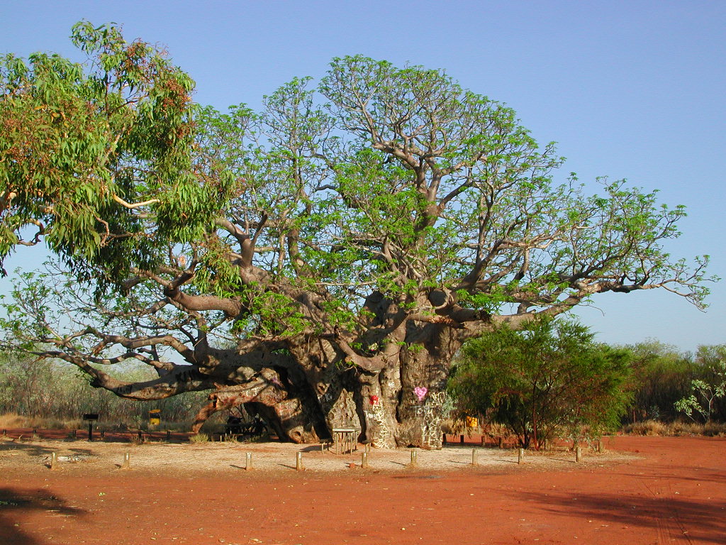 boab trees and frillneck lizards
