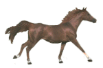 A cantering horse