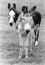 Donkeys are cute in black and white