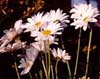 Spring flowers