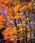 Breathtaking Vermont foliage