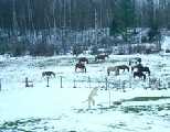 Horses evolved on the frigid plains of Eurasia, and they love cold weather