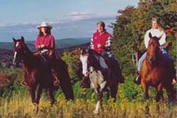 Gentle horses and beautiful scenery at Sun Bowl Ranch