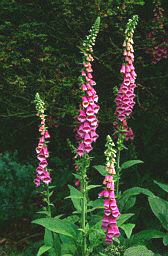 Flowering Foxglove