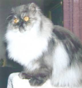 Trudy