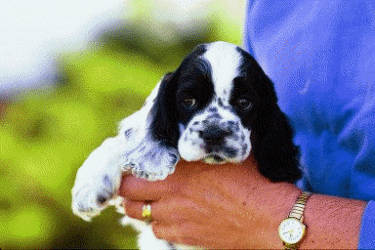 'Graphic: Daisy at 8 weeks'
