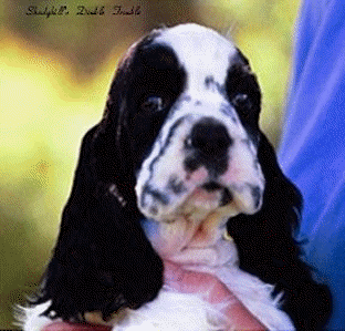 'Graphic: Picture of Double Trouble (Dubby)'