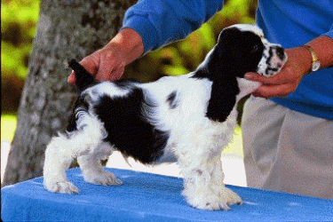 'Graphic: Picture of Double Trouble at just 8 Weeks(Dubby)'