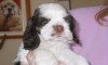 Ivy's Puppies - Becky - Click to zoom.