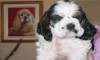 Ivy's Puppies - Robbie - Click to zoom.