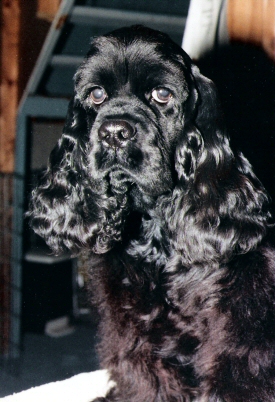 Graphic: picture of Sammy
