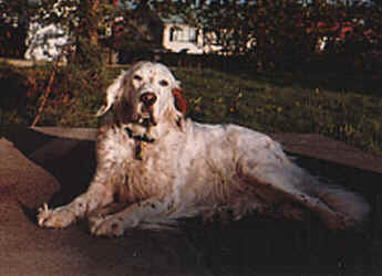 Graphic: picture of Shannie