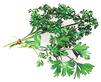 [parsley]