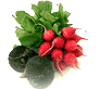 [radishes]