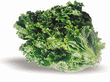 [greenleaflett]