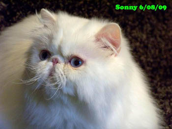 sonny