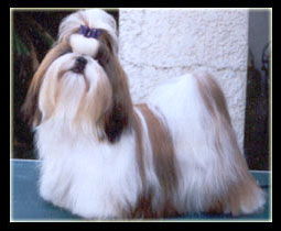 Rachel_puppy
