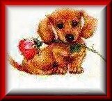 My Pets