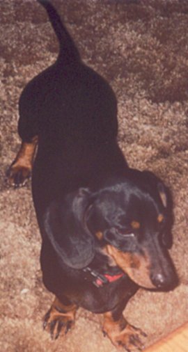 Sammy
