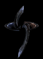 STEEL BRAIN SPIN