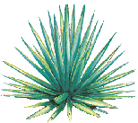 100% Blue Agave
