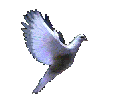 dove.gif (35224 bytes)