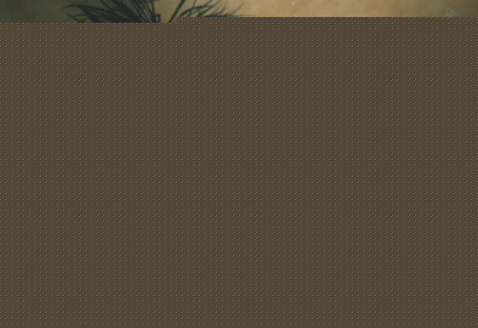 038.jpg (47806 Byte)