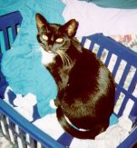 Whiskers in the clothes basket