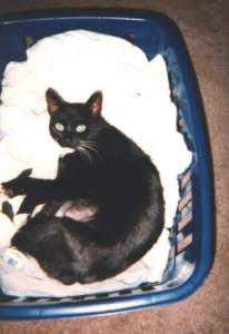 Whiskers in the clothes basket, JUST after taking the clothes out of the dryer...all hot an' stuff...she loves that!