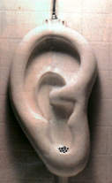 Seu ouvido  penico ?