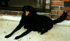 Beau -- taken about a year before she died
