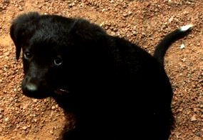 Beau -- as a puppy