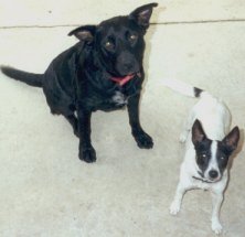 The gorgeous Buster & Foxie