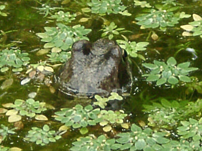 Der Frosch