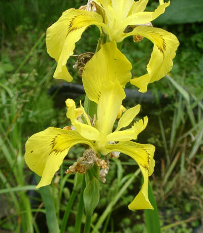 Iris