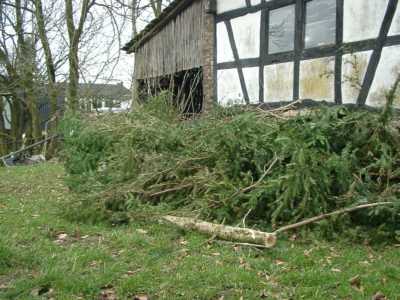 Die Eibe von vor der Terrasse