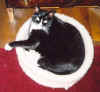 Socks_2_09_2003.jpg (138164 bytes)