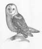 Barn Owl