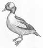 Bufflehead