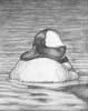 Bufflehead