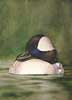 Bufflehead