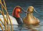 Canvasbacks