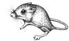 Fresno Kangaroo Rat