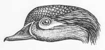 Wood Duck Hen