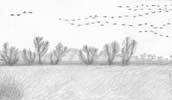 Landscape with Geese